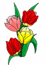 Flowers-tulipmulti.gif