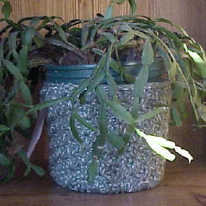 Shell Stitch Plant Pot Cover