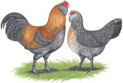 Animals-Ameraucana-chickens.jpg