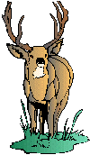 Animals-buck-antlers-deer.gif
