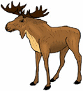 Animals-moose-forest.gif