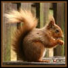 Animals-redsquirrel.jpg