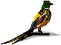 Birds-pheasant.gif