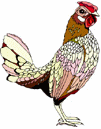 Birds-rooster.gif