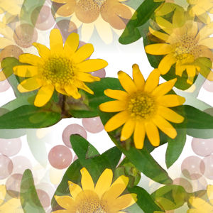 Flowers-SunflowersPinkPearls.jpg