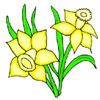 Flowers-daffodil.jpg