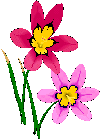 Flowers-fushiapinkflowers.gif
