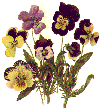 Flowers-pansyyellowpurple.gif