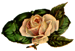 Flowers-rosepeach.gif