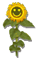 Flowers-sunflowersmilie.gif