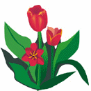 Flowers-tulipred.gif