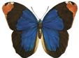 Insects-blue-butterfly.jpg