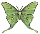 Insects-greenmoth.gif