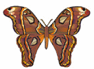 Insects-mothbrown.gif