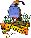 States-CA_CaliforniaQuail.jpg