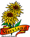 States-MD_MarylandBlackEyedSusan.jpg