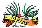 States-ME_MaineWhitePine.jpg