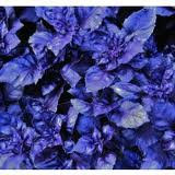 UserAdded-blueflowers.jpg