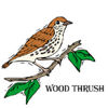 woodthrush.jpg